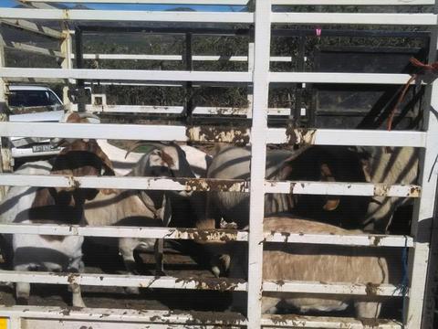 Bulperd livestock trailer for sale